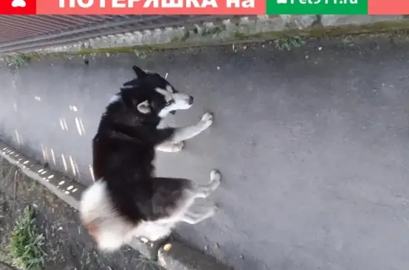 Собака Хаски найдена в Краснодаре