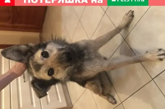 Собака найдена на Шереметевском проспекте, 91