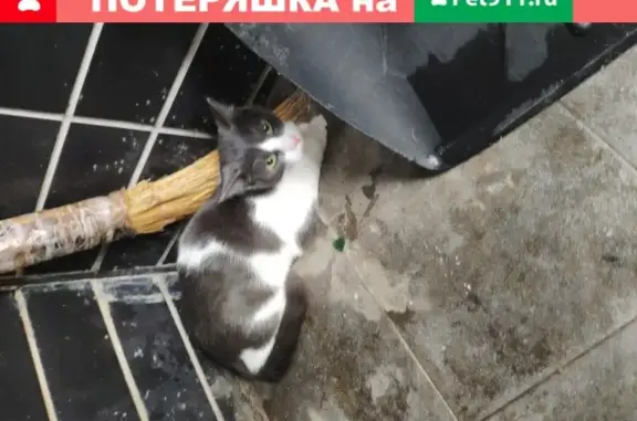 Найден домашний кот на Дмитровском шоссе, Москва