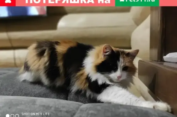 Пропала кошка Куки в Щёлково с лейкозом