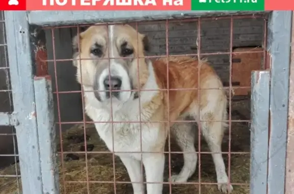 Собака найдена на улице Путиловская, ищем хозяина.