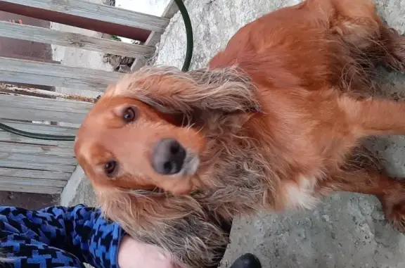 Найдена собака в Ростове, ищет хозяина