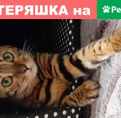 Пропала бенгальская кошка в Нижнем Новгороде