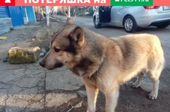 Собака найдена в Симферополе