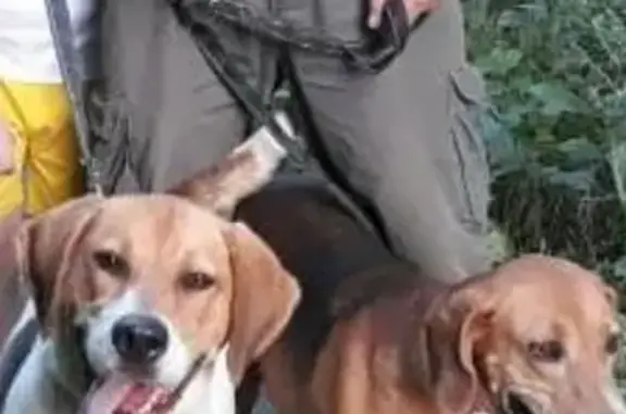 Пропали две гончие собаки в Ростовской области