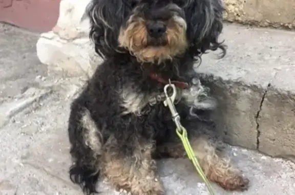 Объявления о пропавших и найденных животных, Липецк, фото: Пропала собака Шнурик в Сенцово, Липецк.