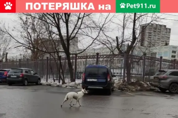 Собака на Борисовских прудах, д. 11, бегает 2 дня.