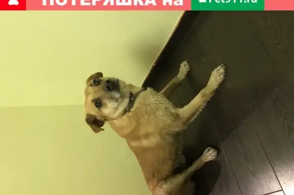 Найден пёс в районе Ховрино, ищет новую семью