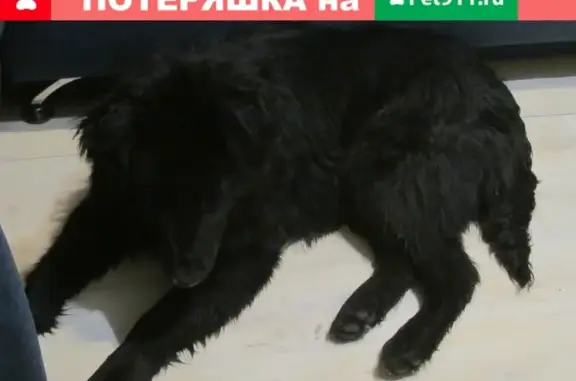 Найдена черная собака в Серпухове, Красный Текстильщик