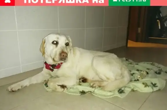 Найдена собака без ошейника возле Таврово, Белгород