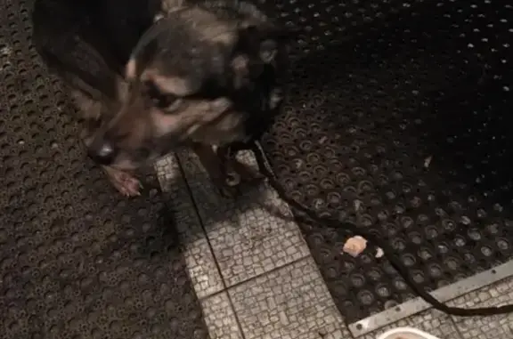 Найдена собака Мальчик в Чертаново, с поводом и ошейником