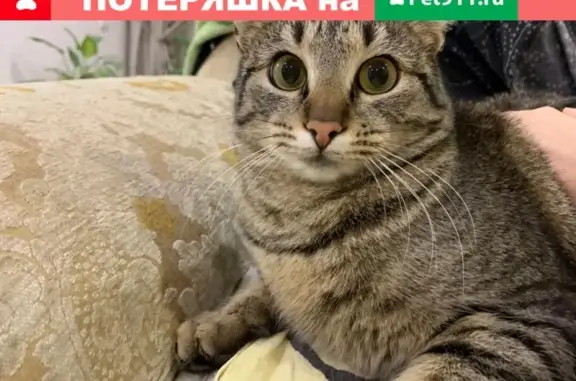 Пропала беременная кошка Пуся/Шиза в ДНТ Виктория, Краснодарский край