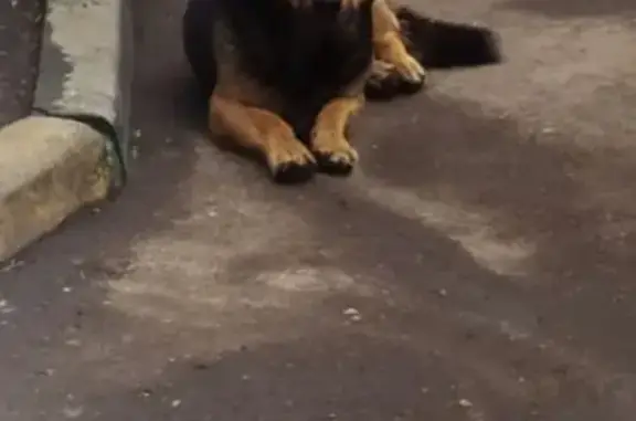Найдена собака на улице Гродненская, Москва