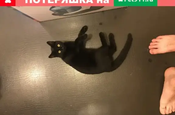Пропала кошка Анфиса на ул. Свердлова, 47