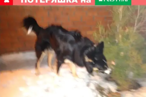 Найдена собака на ул. Вл. Невского, Воронеж