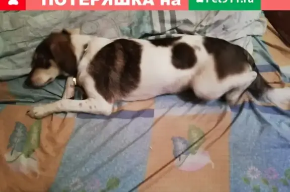 Пропала собака в районе Капотня, Москва