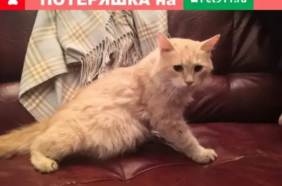 Найдена рыжая кошка на 8-й Советской улице, Санкт-Петербург.