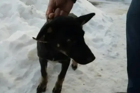 Найдена собака на Онежской, возраст 3-4 мес, черного окраса, с ошейником. Оренбург.