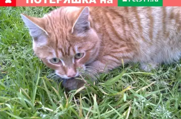 Пропала кошка на ул. Липовая, ДНТ 