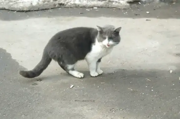 Кошка найдена на улице Яблочкова, дом 37