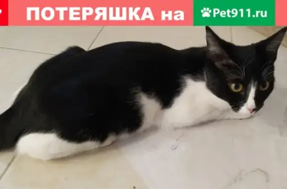 Кошка найдена возле ш.Фряновское, 64к2.