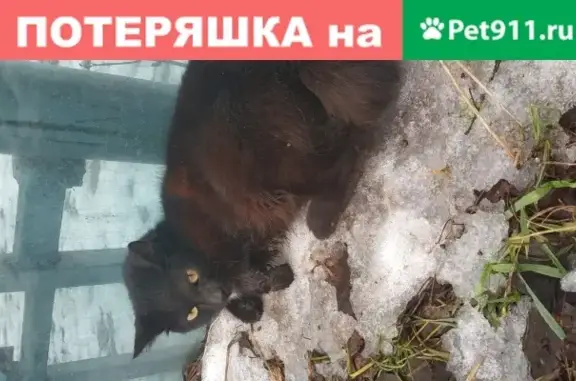 Кошка на Талдомской, 2Е: добрая и ласковая.