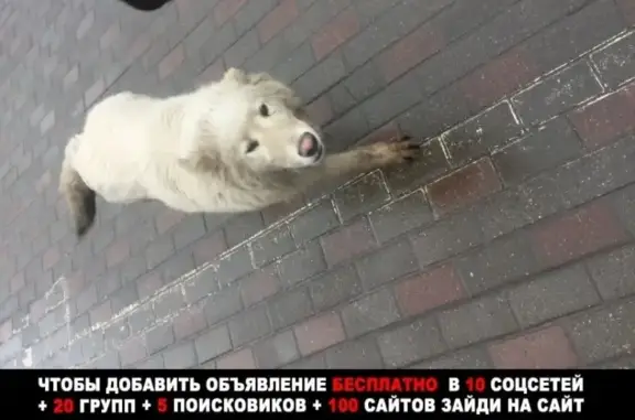 Собака на Рябиновой улице, Москва.