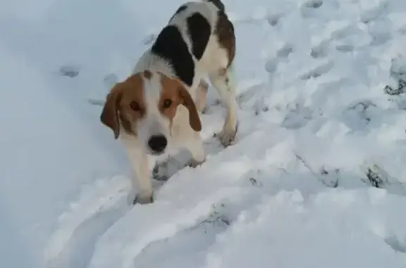 Найдена собака, Усманское 1-е, фото: Найдена собака в СНТ Связист, Панинский р-он, Воронежская область
