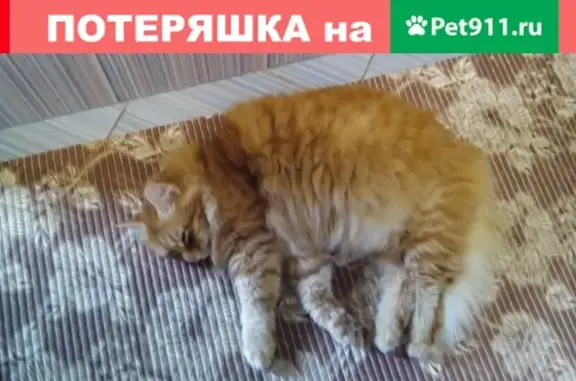 Пропал кот Рыжик на Каспаровских дачах, требуется особое питание.