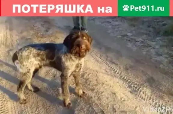 Пропала собака в Дзержинске, Нижегородская обл. на территории Восточного промрайона
