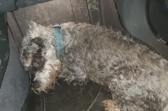 Собака найдена возле Санрайза в Челнах