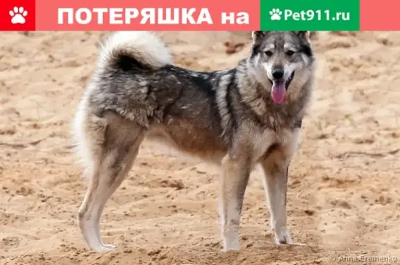 Пропала охотничья собака в Ельнинском районе, Смоленская область