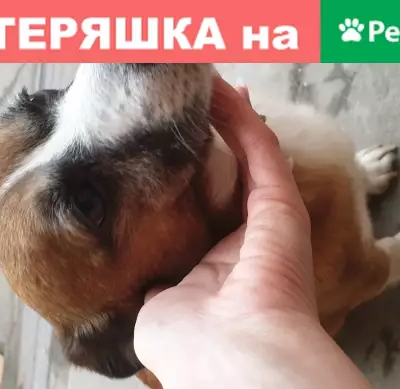 Собака найдена в Воронеже, улица Генерала Лизюкова, 80!