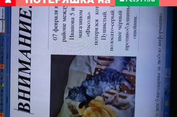 Кошки потеряшки, Новосибирск, фото: Потеряшка кошка на Рубиновой улице в Новосибирске.