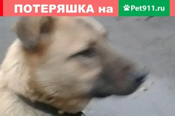 Найдена собака в районе г. Подольска, Московская улица, 7А