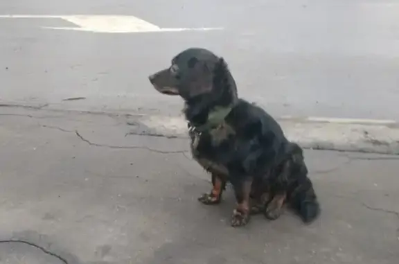 Собака на Коровинском шоссе, д.35 ищет хозяина.