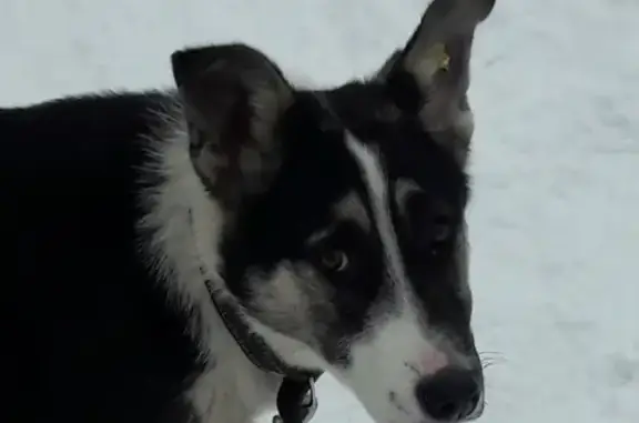 Найдена здоровая собака в Истре, ищет дом