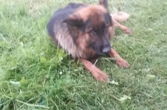 Пропала собака Немец Грей в Павловском Посаде