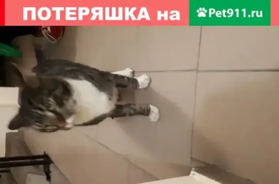 Найден кот на ул. Виктора Гакуна в Калининграде