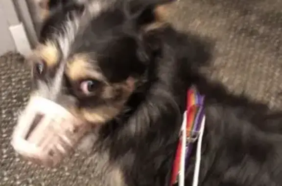 Найдена чистая собака возле метро Свиблово