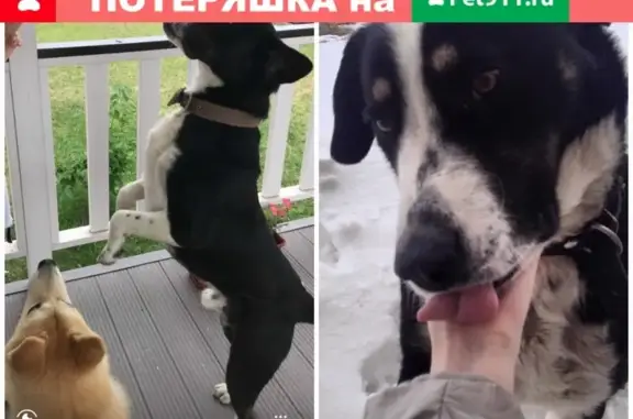 Пропала собака Бордер-колли на Бородинской улице, Волгоград