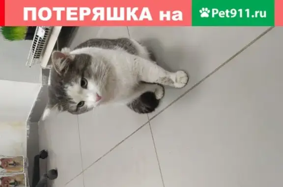 Найден кот, помогите найти хозяина в Москве