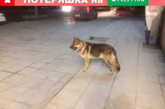 Найдена собака Рекс на ул. Б. Михайлова