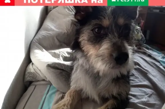 Пропала собака Сеня в Москве, Лазоревый проезд