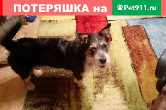 Пропала собака Сеня в парке Свиблово, Москва
