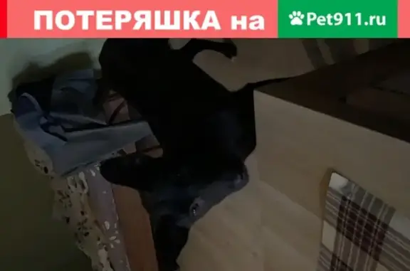 Пропала собака Личка на ул. Перерва, Москва