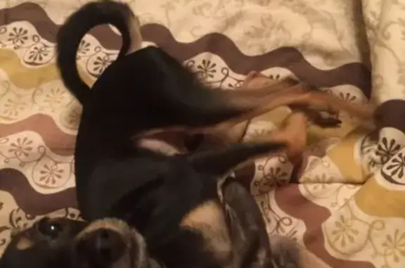 Собаки потеряшки, Нижний Новгород, фото: Потеряшка собака в Нижнем Новгороде: Русский той терьер, 10 мес.