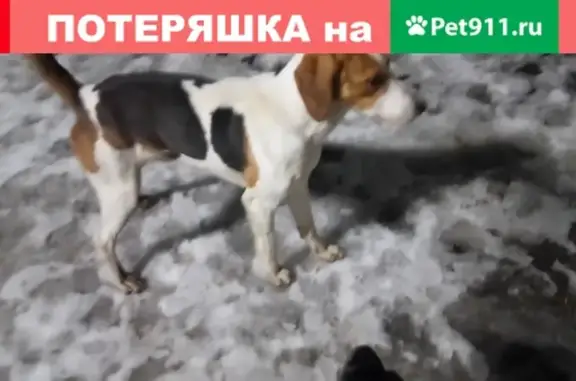 Найден дружелюбный пёс возле Ротонды и Чернышевской улицы