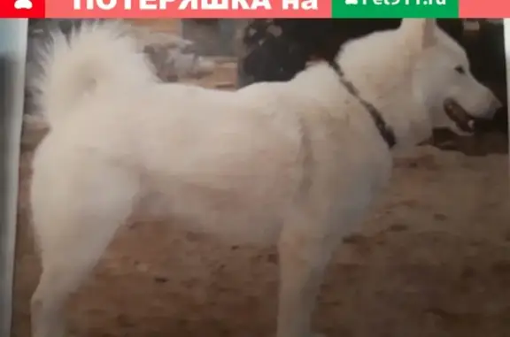 Пропала собака в Якутске, Западно-сибирская лайка, кобель, 14 лет, белый цвет.