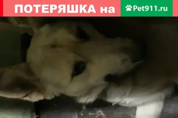 Собачка найдена на ЗИЛАРТ возле реки Москвы.
